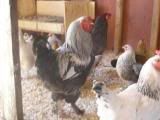 rooster1.jpg