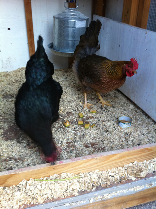 chixcoop_2010-10a.jpg