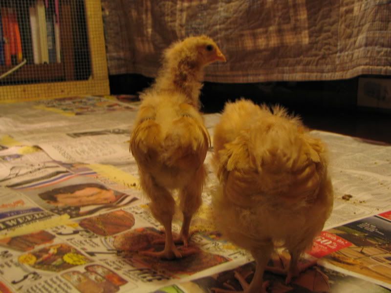 Chickies101.jpg