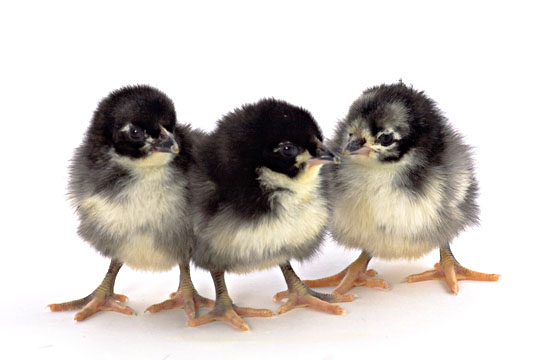 chicks_jersey_black_giant2.jpg