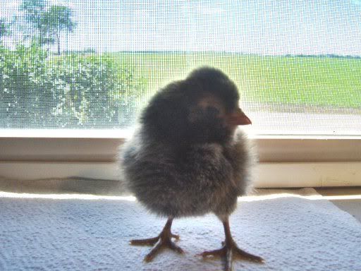 fancychicks1dayold040.jpg