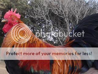 0109111632-01.jpg