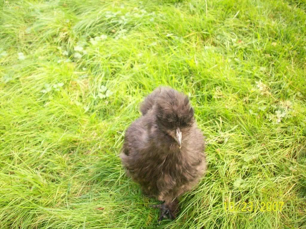 pets015.jpg