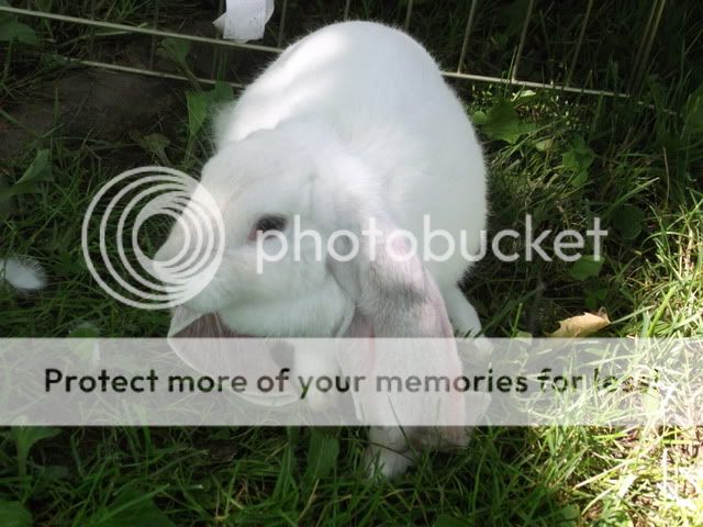 Picture019.jpg