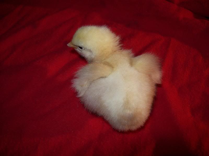 buildingandchicks064.jpg