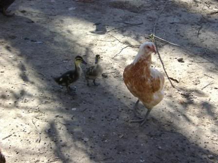 mamachickenduck2.jpg