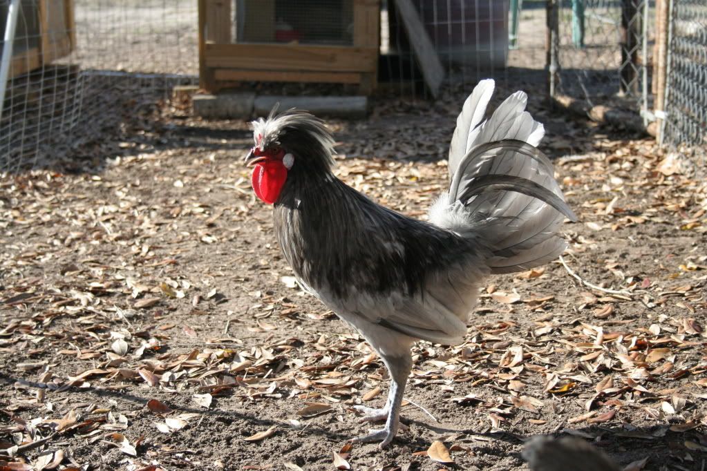 polishcrested3-09061.jpg