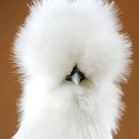 silkieChicken.jpg