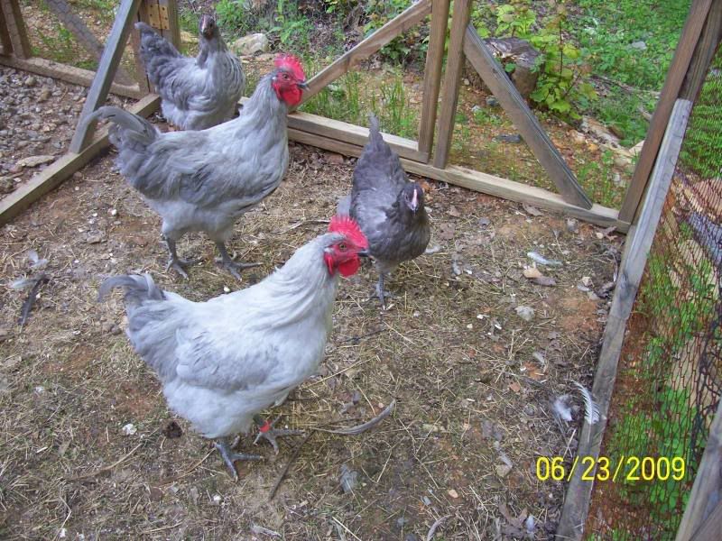 randompics011.jpg