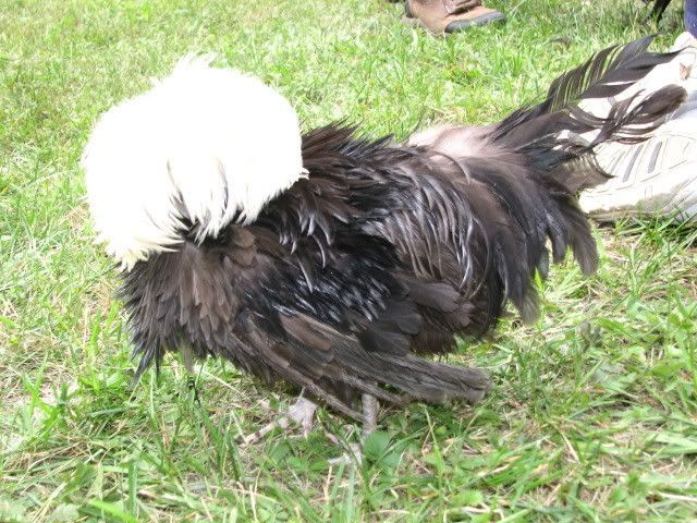 chickenstock023-1.jpg