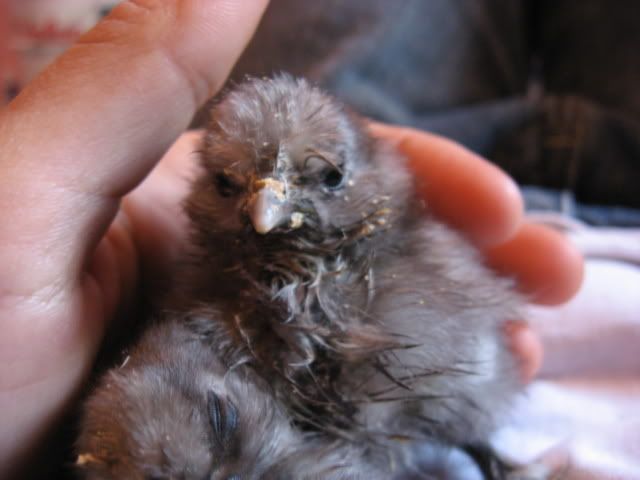 morechicks050.jpg
