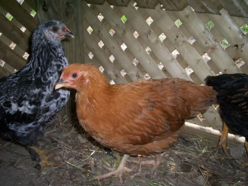 week7chicks003.jpg