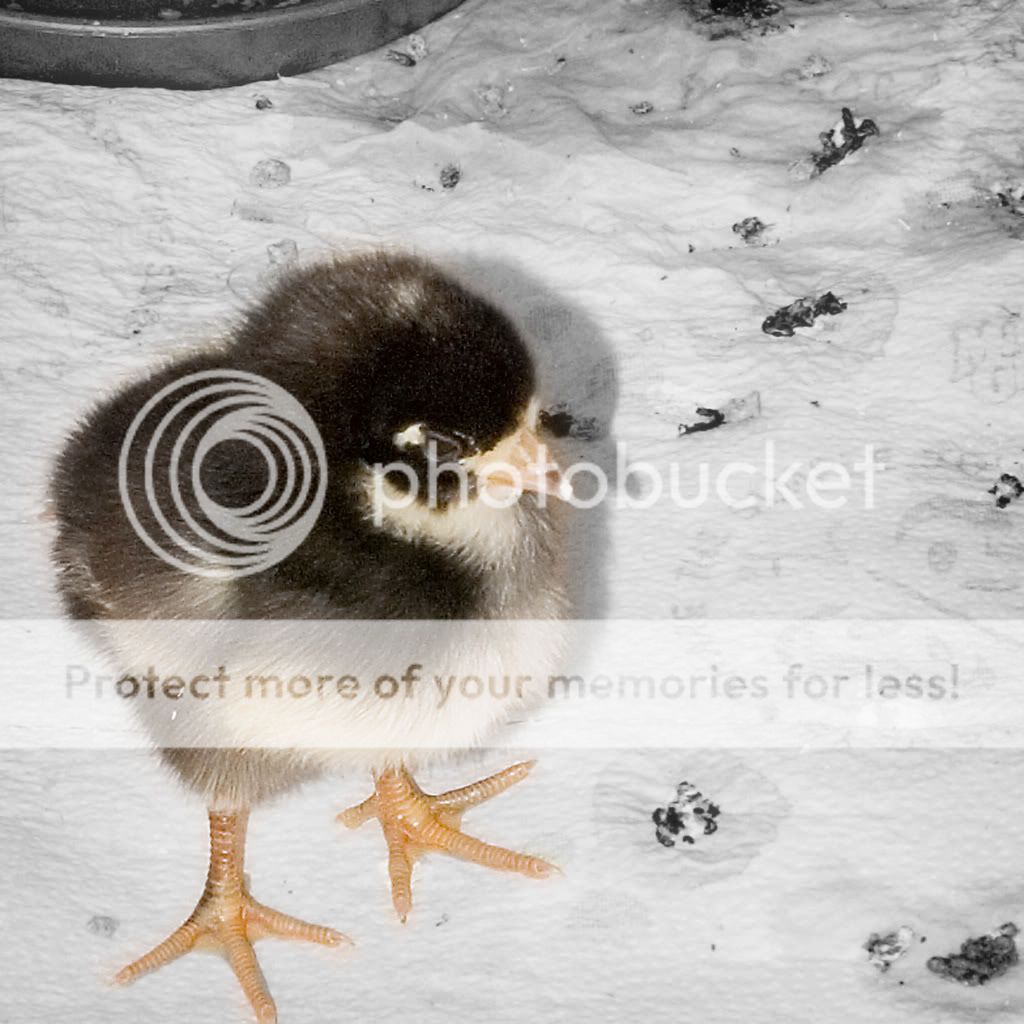 chick4-25i.jpg