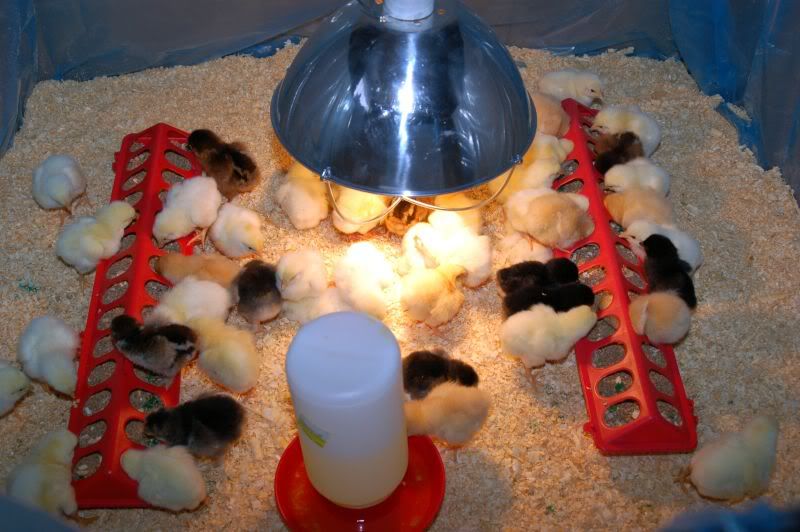 3-8-10chicks.jpg