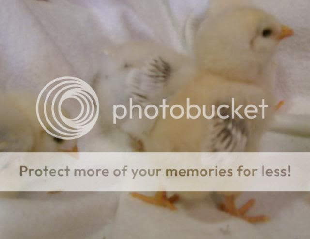 babychicks009.jpg