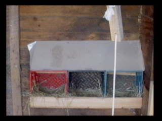 nestboxes.jpg