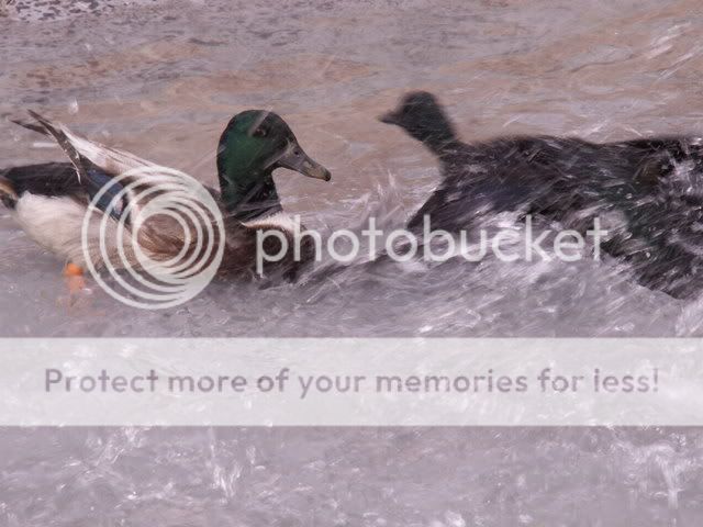 duckhouse015.jpg