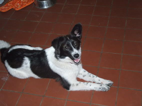 patches2006.jpg