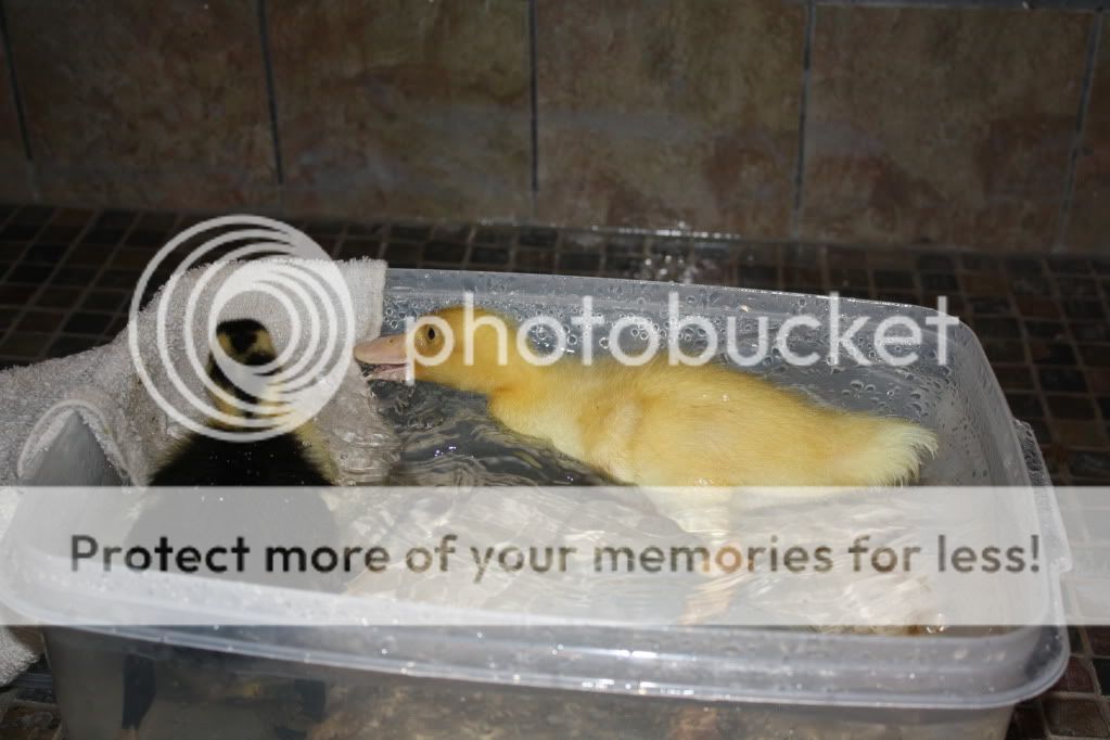 duckies002.jpg