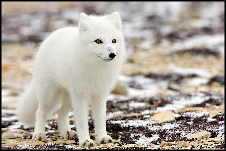 MB_ArcticFox04.jpg