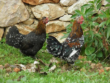 bantams-1083222__340.jpg