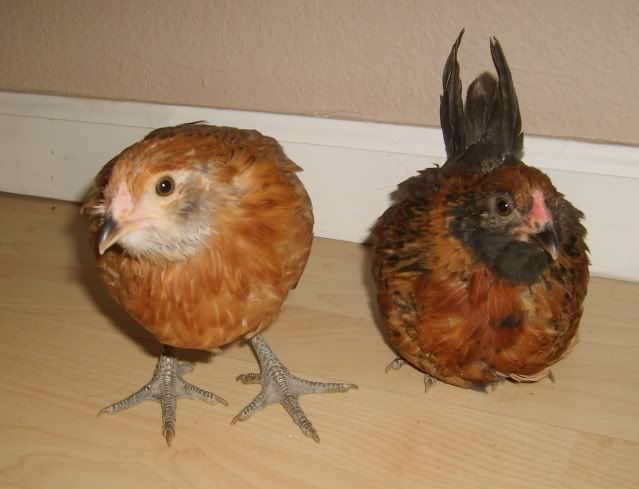 chicksforsale003.jpg