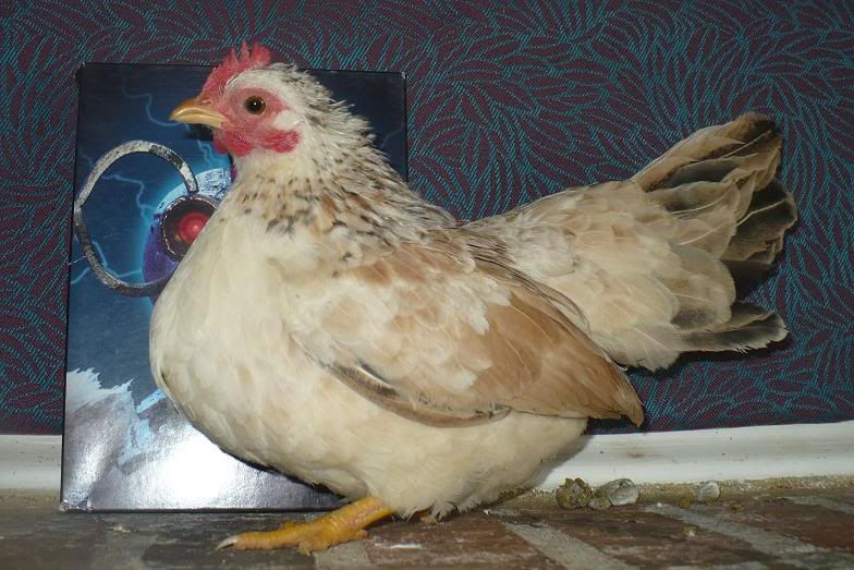 PicsofChics048.jpg