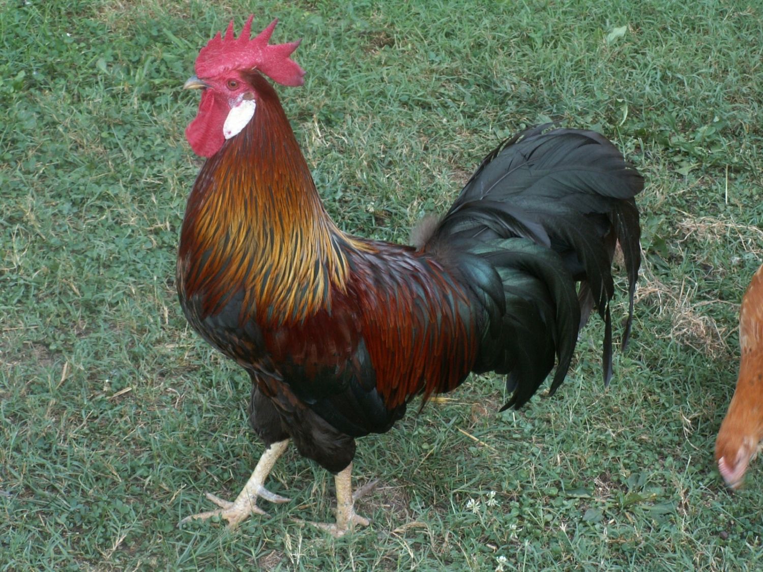 100x100px-ZC-9789fa82_Chickensandmypoolredfacehehe0071.jpeg