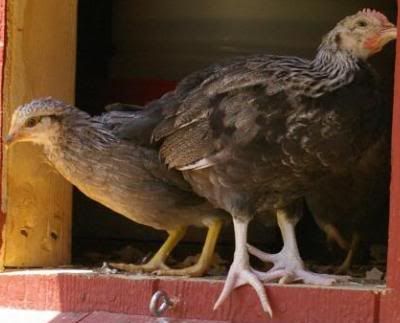 chicks5-1.jpg