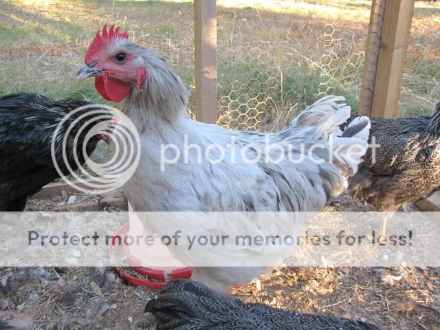 IMG_3071.jpg