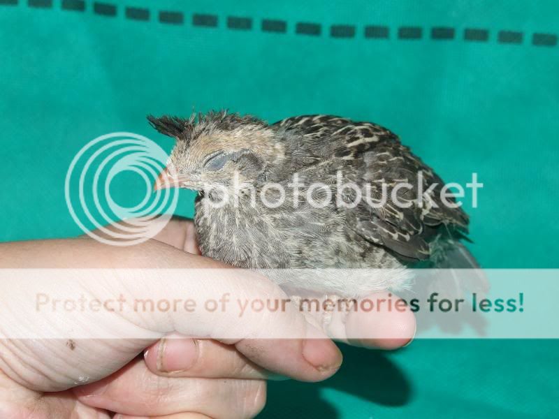 Gambels033.jpg