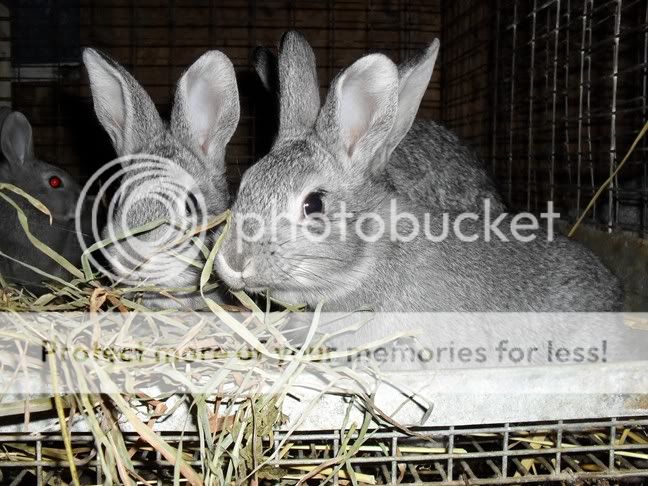 PBUNNIES2021.jpg
