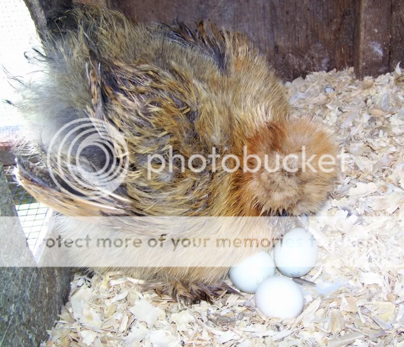 broodyhen2.jpg