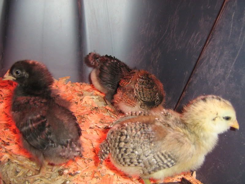 Chicks136.jpg