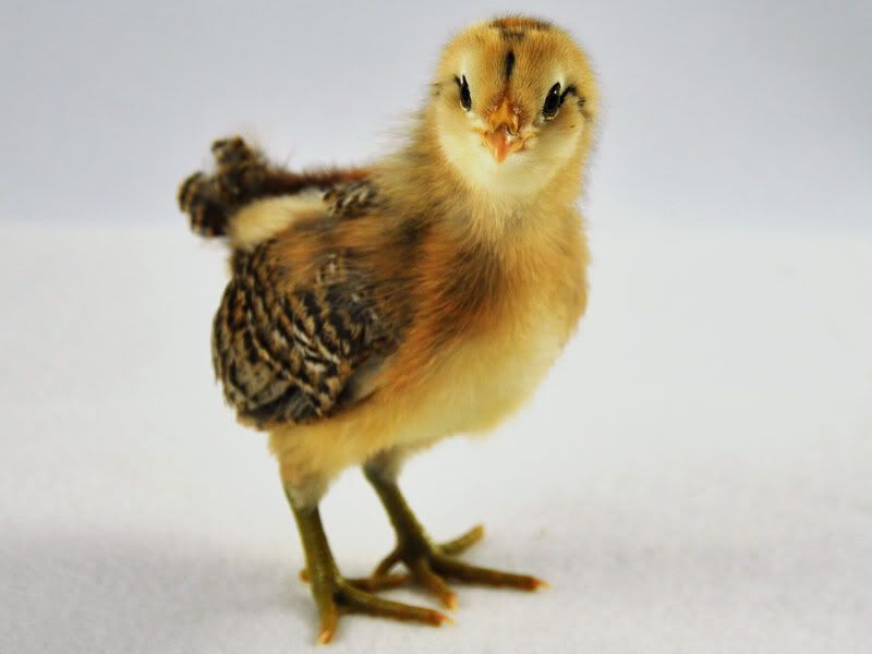 april5-sookie.jpg