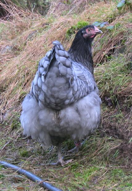 bluehen.jpg