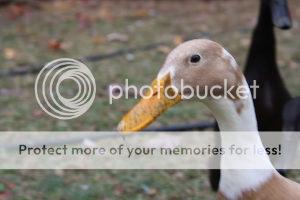 ducks006-3.jpg