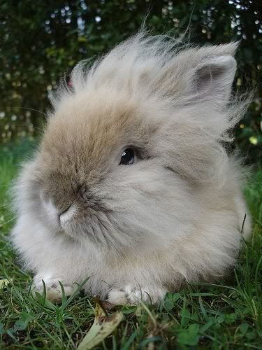 fuzzybunny.jpg
