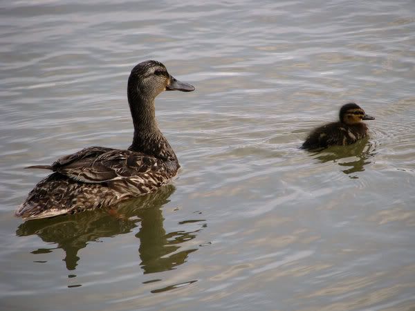 Family_by_Frostwingx.jpg