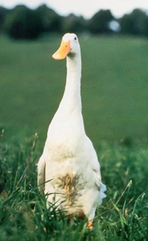 ferdi1.jpg