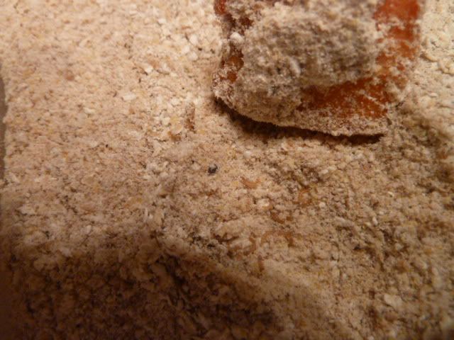 mealwormtiny.jpg