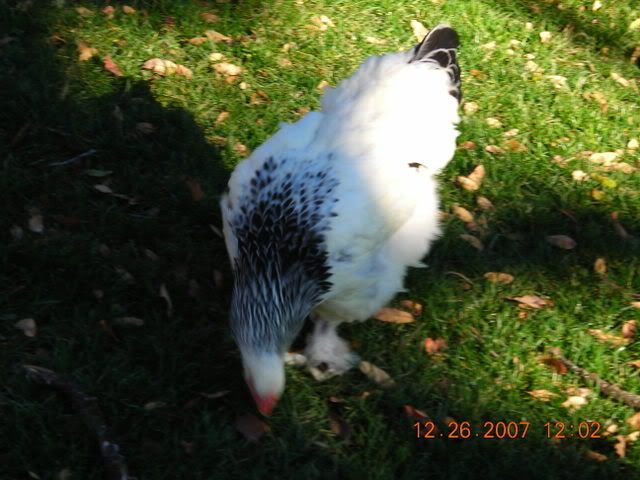 DSCN1715.jpg