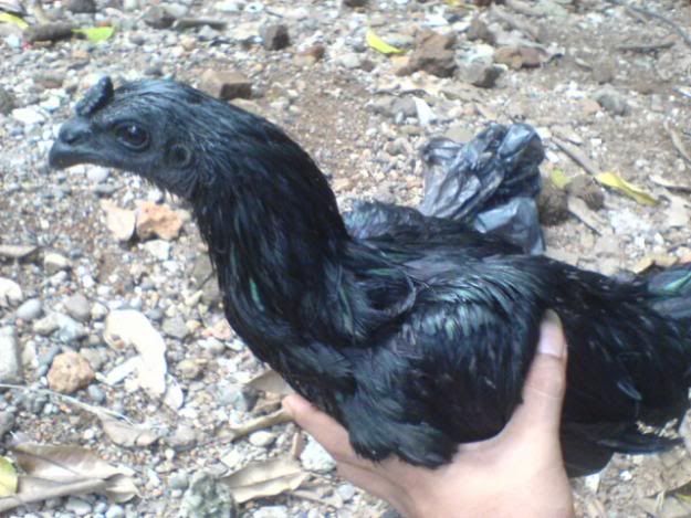 -Ayam-Cemani-Hewan.jpg