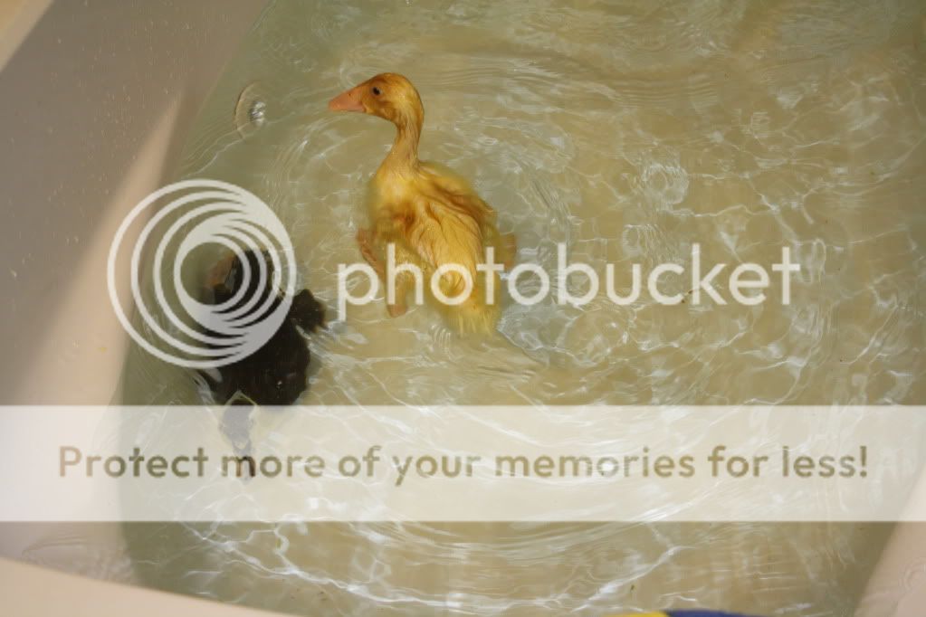 duckiesandpond081.jpg