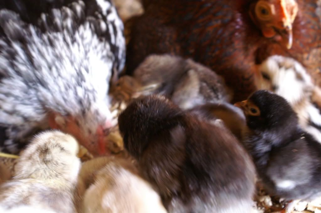 mychickens079.jpg