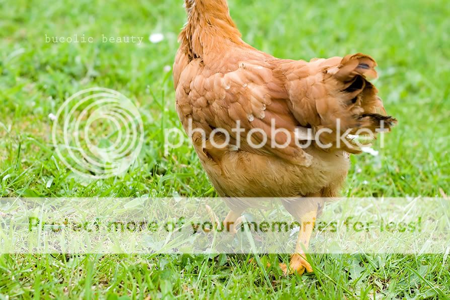 tailfeathers.jpg