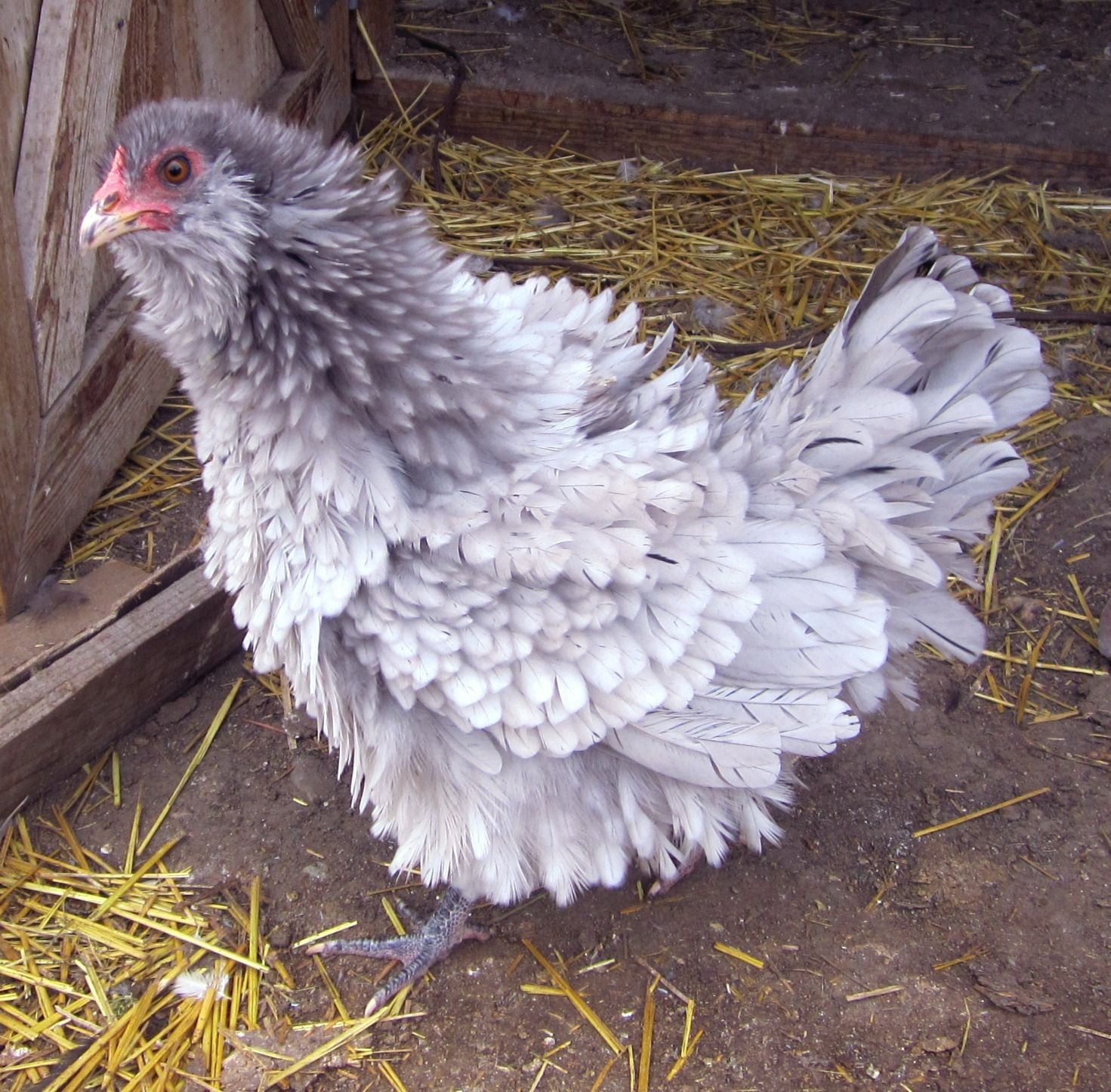 900x900px-LL-7b2fdaaf_chickies704.jpeg