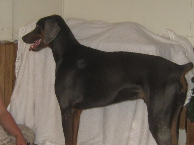Odie12-23-2011009.jpg