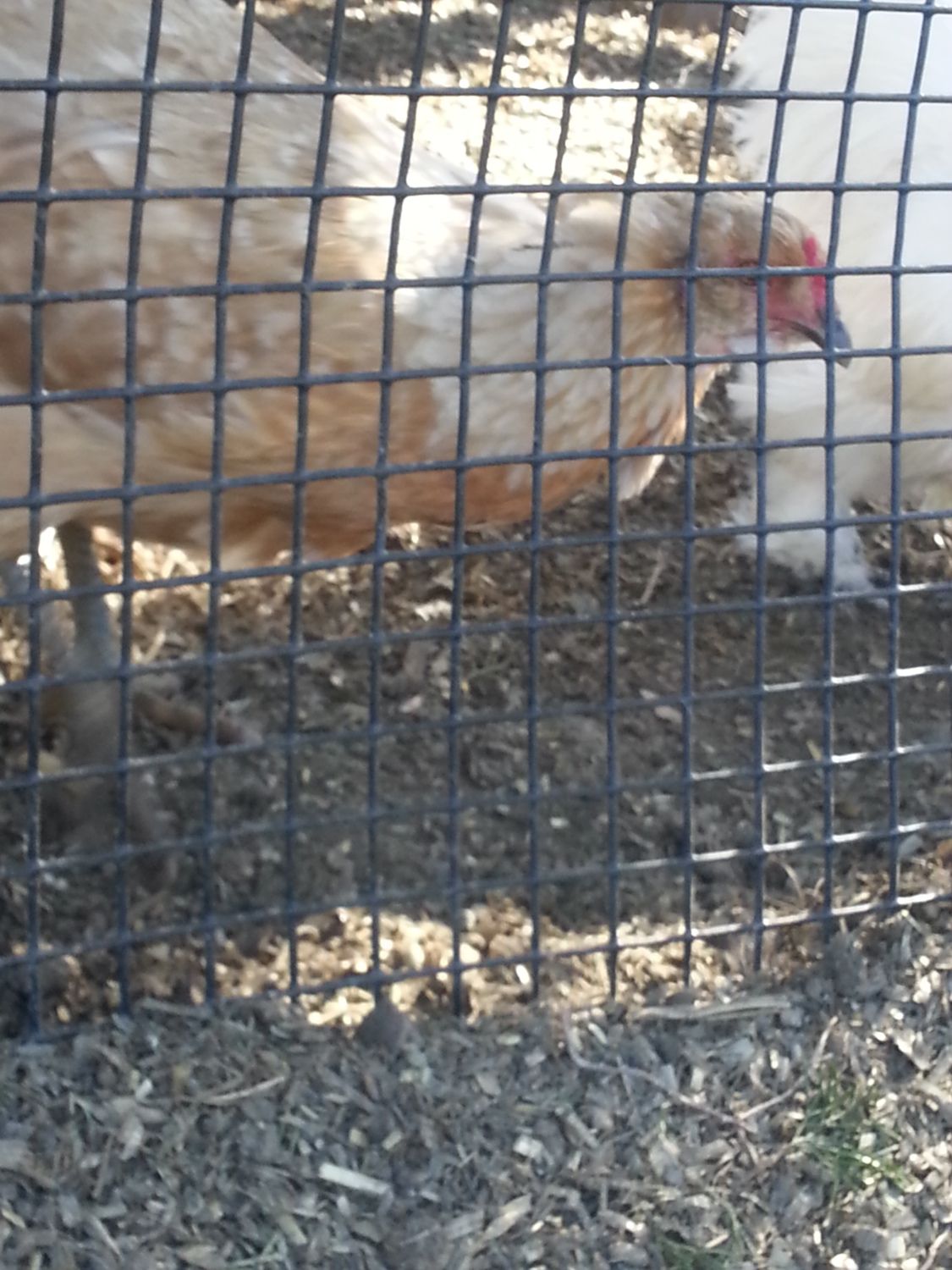 900x900px-LL-83bd754e_20130406_162034.jpeg