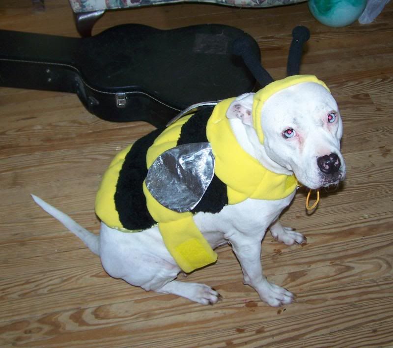 bee1.jpg